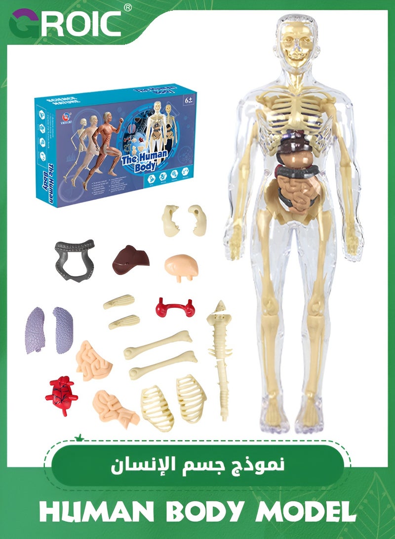 Human Body Model for Kids,nteractive Anatomy Model with Bones, Organs, Muscles, Stand & ID Chart, Anatomy and Physiology Study Tools,Educational Science Toys for Kids