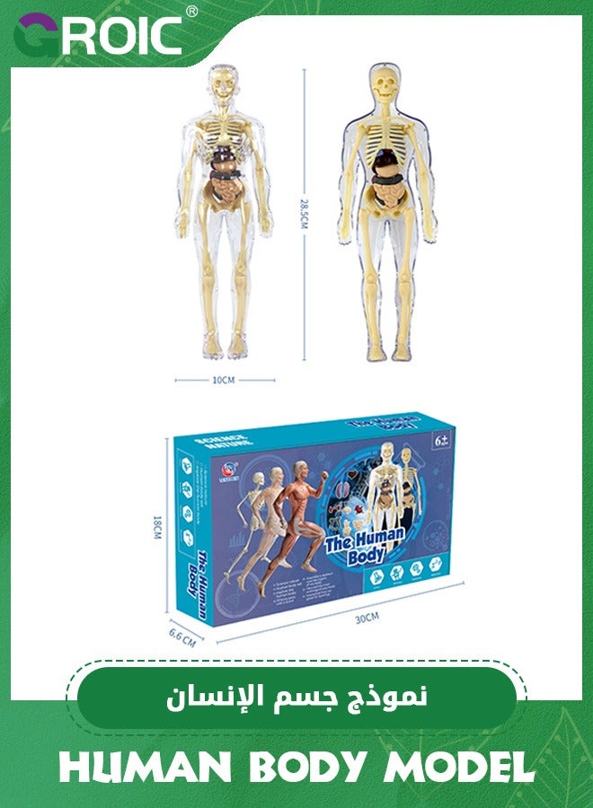 Human Body Model for Kids,nteractive Anatomy Model with Bones, Organs, Muscles, Stand & ID Chart, Anatomy and Physiology Study Tools,Educational Science Toys for Kids