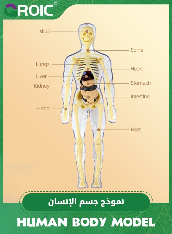 Human Body Model for Kids,nteractive Anatomy Model with Bones, Organs, Muscles, Stand & ID Chart, Anatomy and Physiology Study Tools,Educational Science Toys for Kids