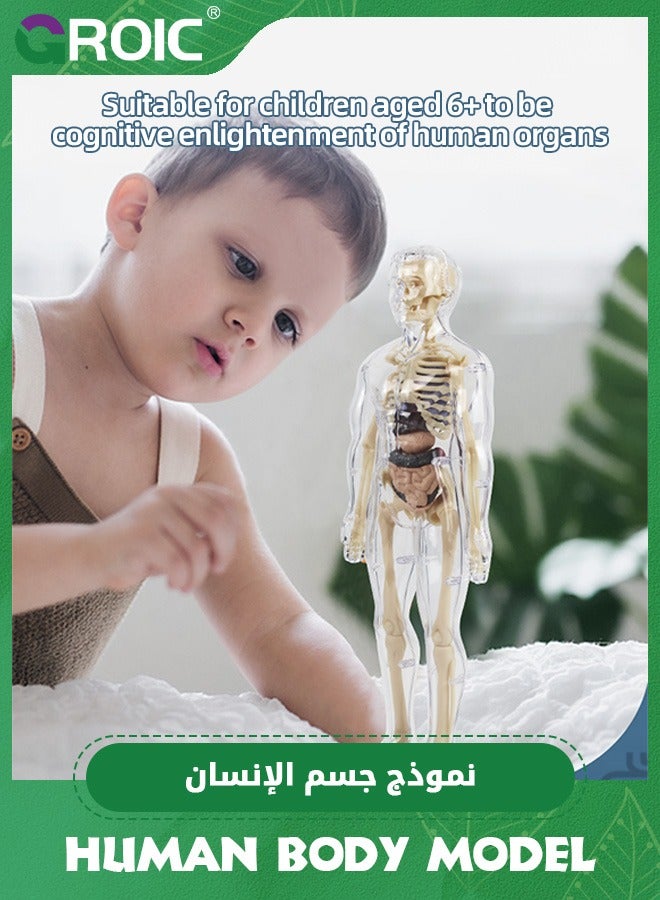 Human Body Model for Kids,nteractive Anatomy Model with Bones, Organs, Muscles, Stand & ID Chart, Anatomy and Physiology Study Tools,Educational Science Toys for Kids