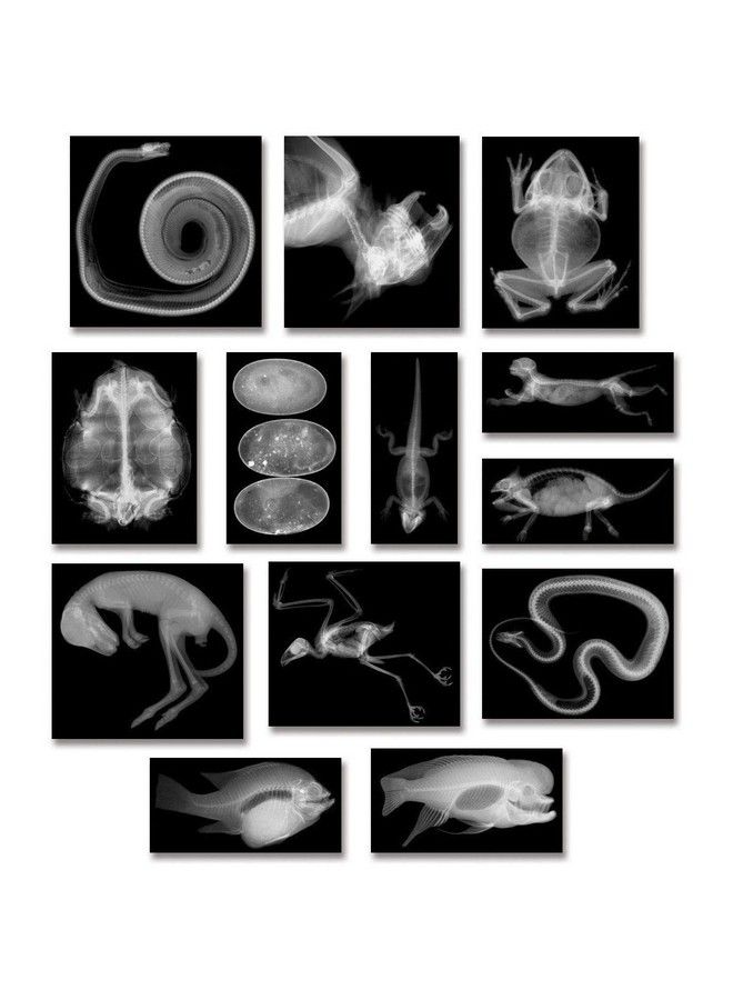 R5910 Animal Xray Set, 8