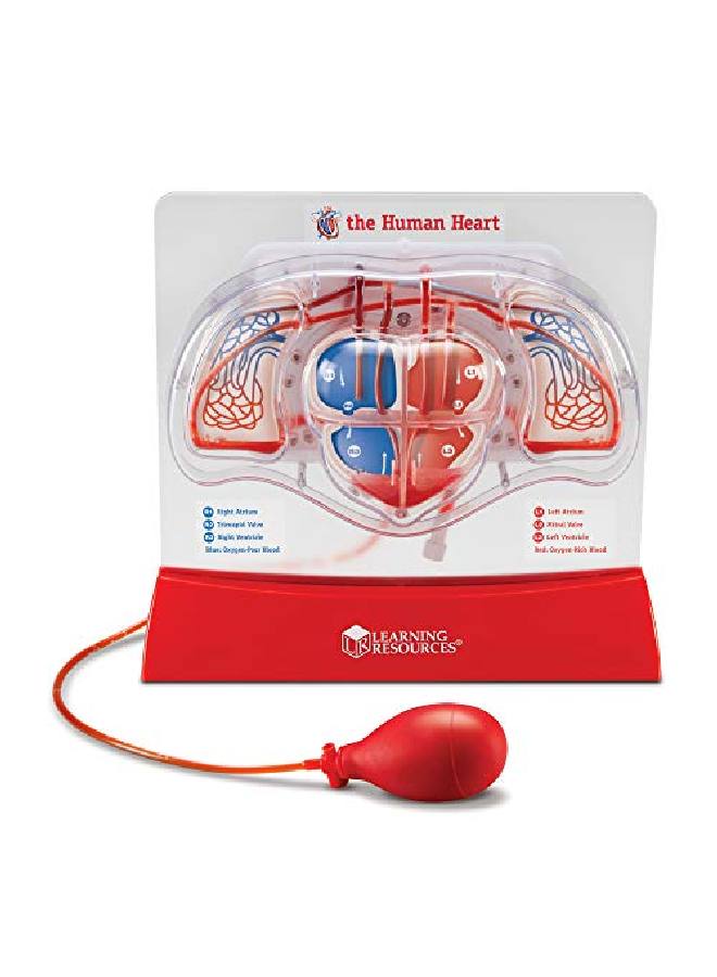 Pumping Heart Model 1 Piece Grades 3+ ; Ages 8+ Educational Science Kit Science Education Supplies Science Teaching Supplies