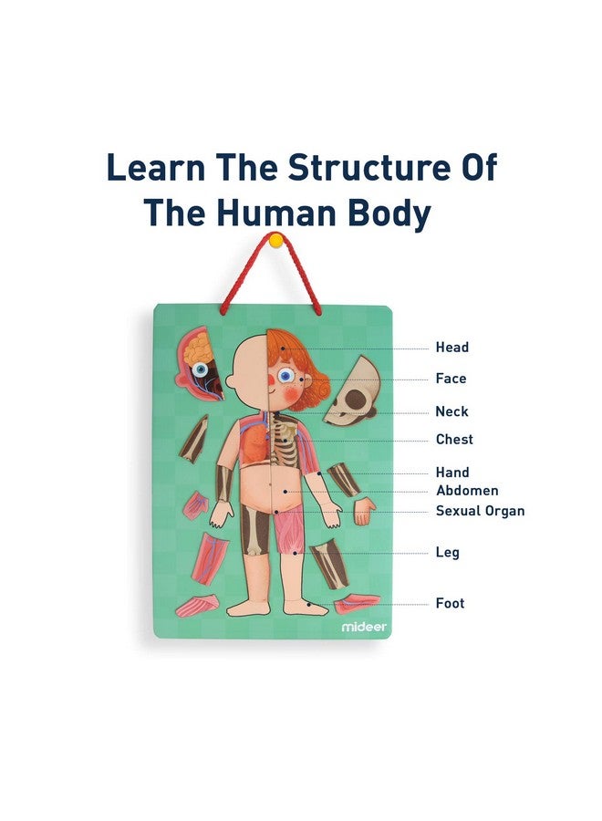 Human Body Model Puzzle For Kids 90 Magnetic Puzzles Human Anatomy Play Set To Learn Body Parts Organs Muscles And Bones Funny Gifts For Ages 6+