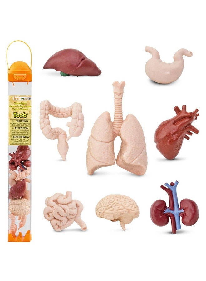 Human Organs Toob 8 Mini Figurines Including Brain Heart Lungs Liver Kidneys Stomach And Intestines Anatomy Educational Toy Figures For Boys Girls & Kids Ages 3+