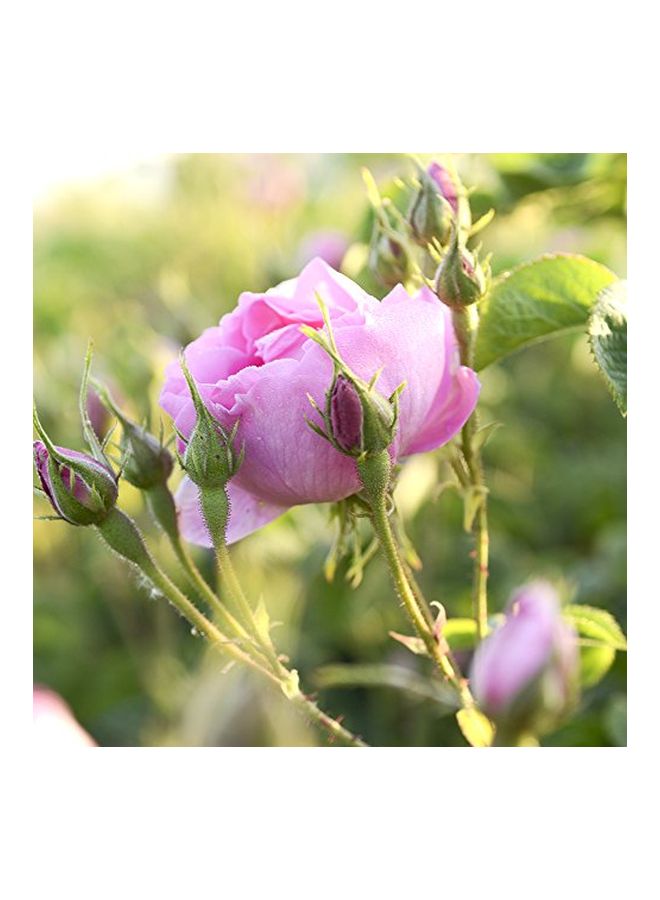 100% Pure Natural Rosewater 300ml