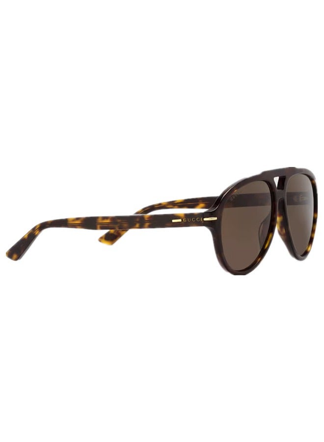 Gucci Navigator Shiny Dark Tortoiseshell Frame Sunglasses for Men GG1443S Style ‎755270 J0740 2323
