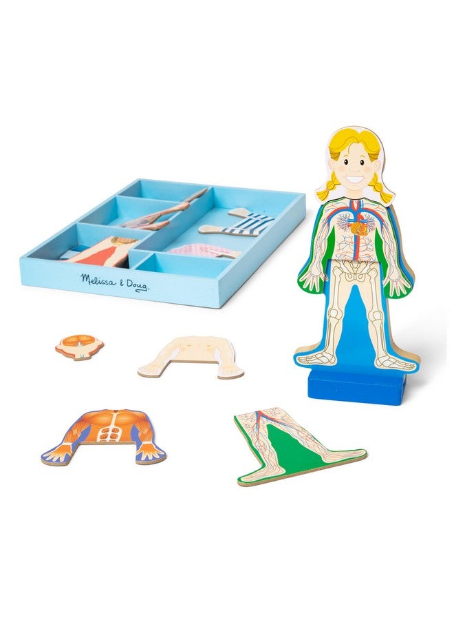 Magnetic Human Body Anatomy Play Set With 24 Magnetic Pieces And Storage Tray