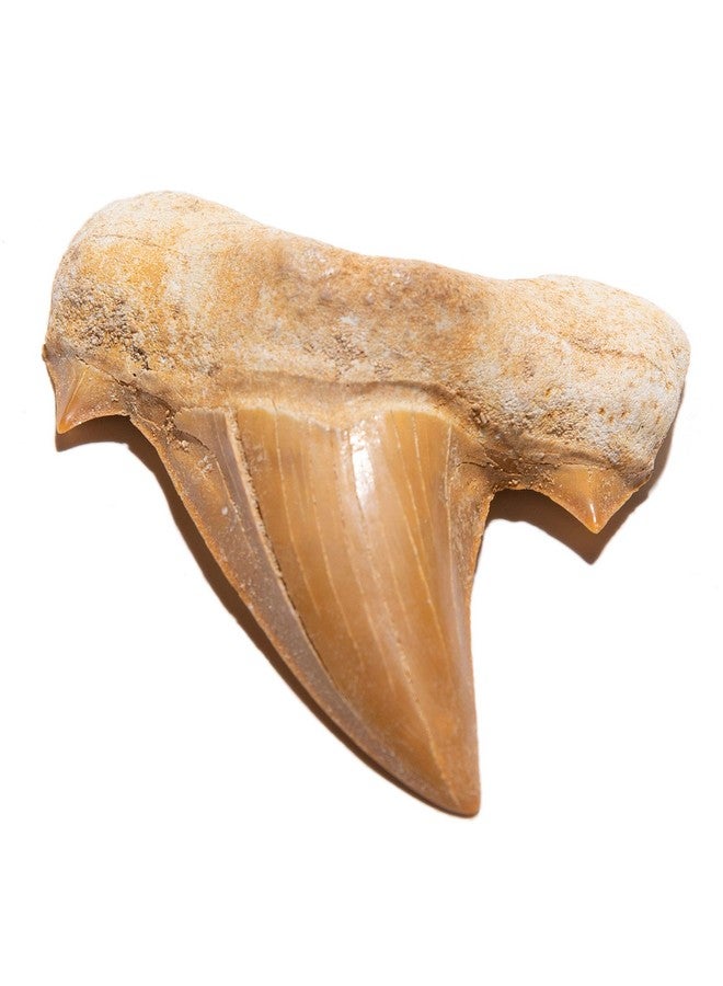 Authentic Fossilized Prehistoric Shark Teeth From Morocco Shark Tooth For Fossil Collections And Education Purposes (Information Card Included)