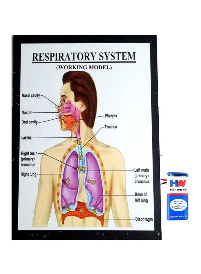 Respiratory System Working Model MEL-79