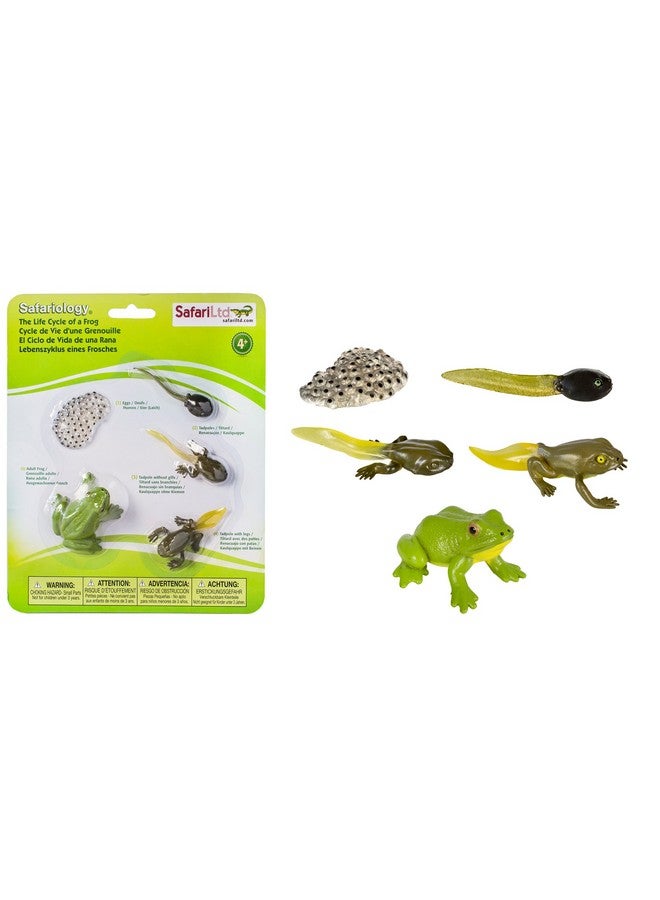 Life Cycle Of A Frog Figurine Set Miniature Educational Biology Toy For Boys Girls And Kids Ages 4+