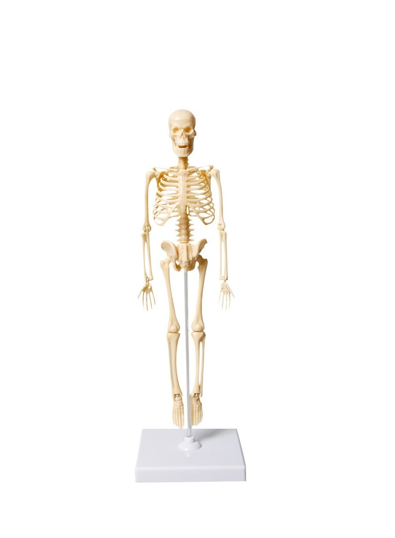 Mini Human Skeleton Model with Movable Arms Legs and Stand for Kids to Study Educational Toys Explore Science