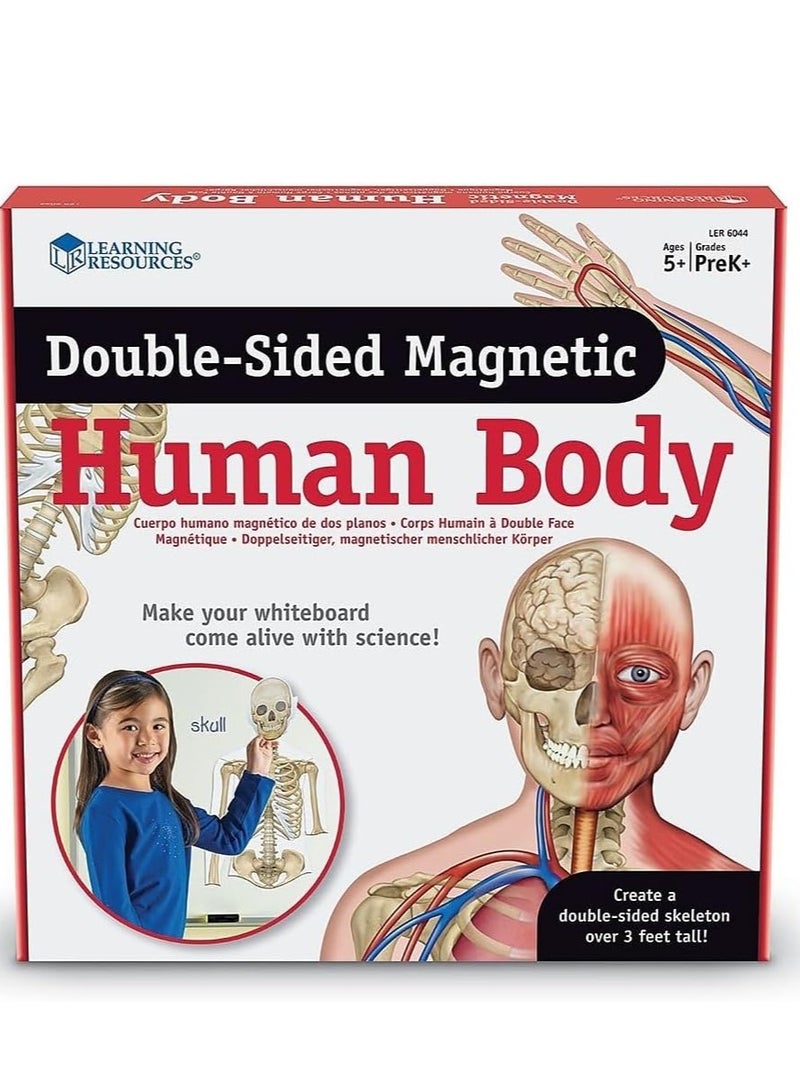 Double-Sided Magnetic Human Body by Learning Resources - An Interactive Educational Marvel!