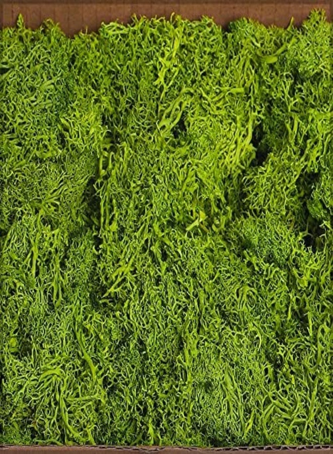 Yatai Natural Preserved Moss Grass For Orchids Flowers Artificial Plants Landscaping Decor Moss Grass For Hanging Basket Background Wall Decoration Items Festival Ornaments (G-Yellow)