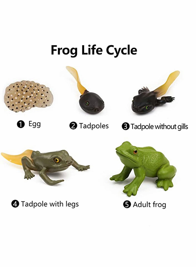 Frog Toys 5PCS Frog Life Cycle Figures Realistic Frog Life Stages Model Frog Life Cycle Amphibian Learning Toys