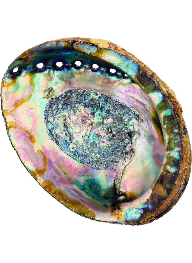 (15Cm + Hand Selected Abalone Shell) - Alternative Imagination Hand Selected Abalone Shell, 15Cm Or Larger. Perfect For Holding Incense, Trinkets, And More
