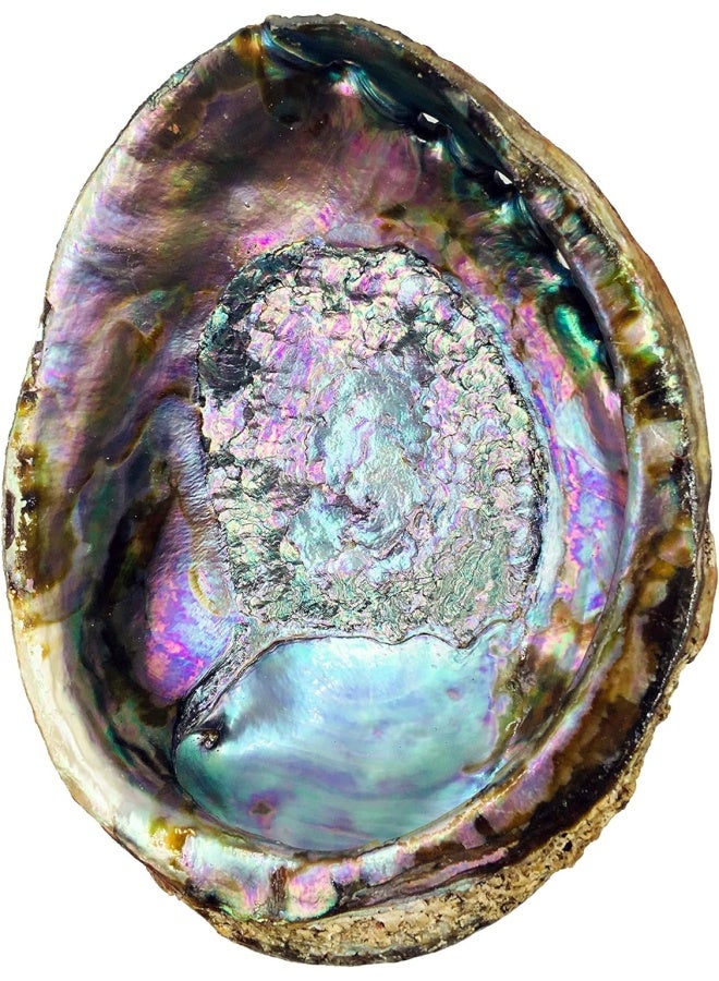 (15Cm + Hand Selected Abalone Shell) - Alternative Imagination Hand Selected Abalone Shell, 15Cm Or Larger. Perfect For Holding Incense, Trinkets, And More