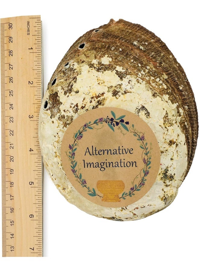 (15Cm + Hand Selected Abalone Shell) - Alternative Imagination Hand Selected Abalone Shell, 15Cm Or Larger. Perfect For Holding Incense, Trinkets, And More