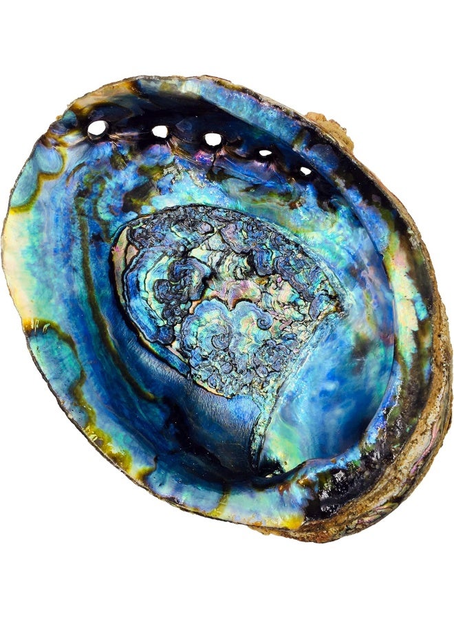 (15Cm + Hand Selected Abalone Shell) - Alternative Imagination Hand Selected Abalone Shell, 15Cm Or Larger. Perfect For Holding Incense, Trinkets, And More