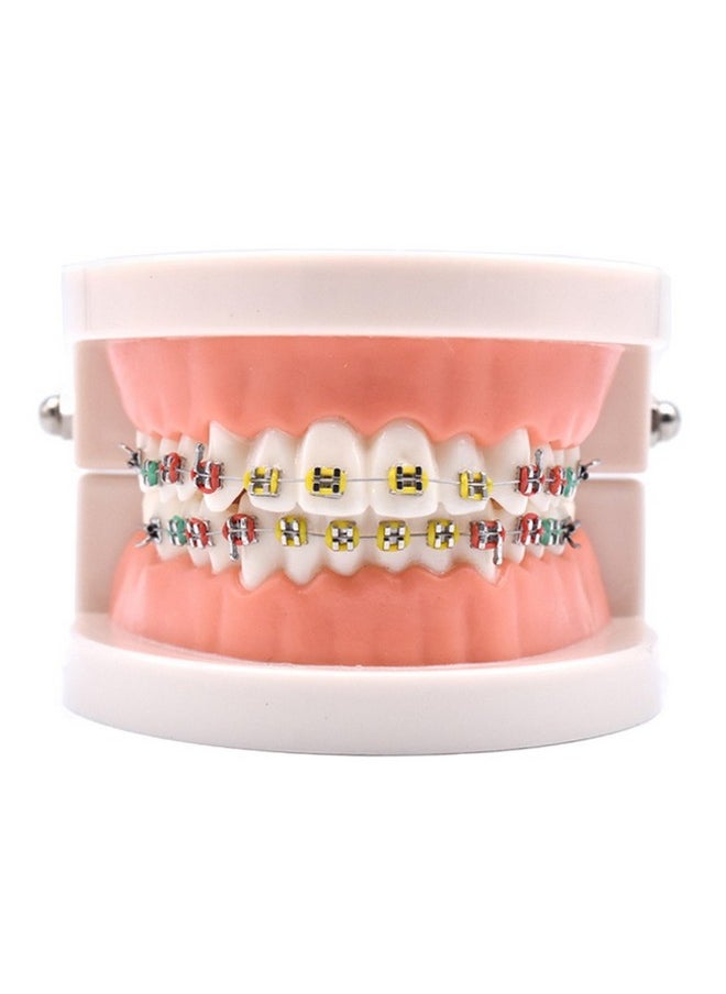 1 Piece Dental Demonstration Orthodontic Model With Metal Wires And Bracket (Metal Bracket)