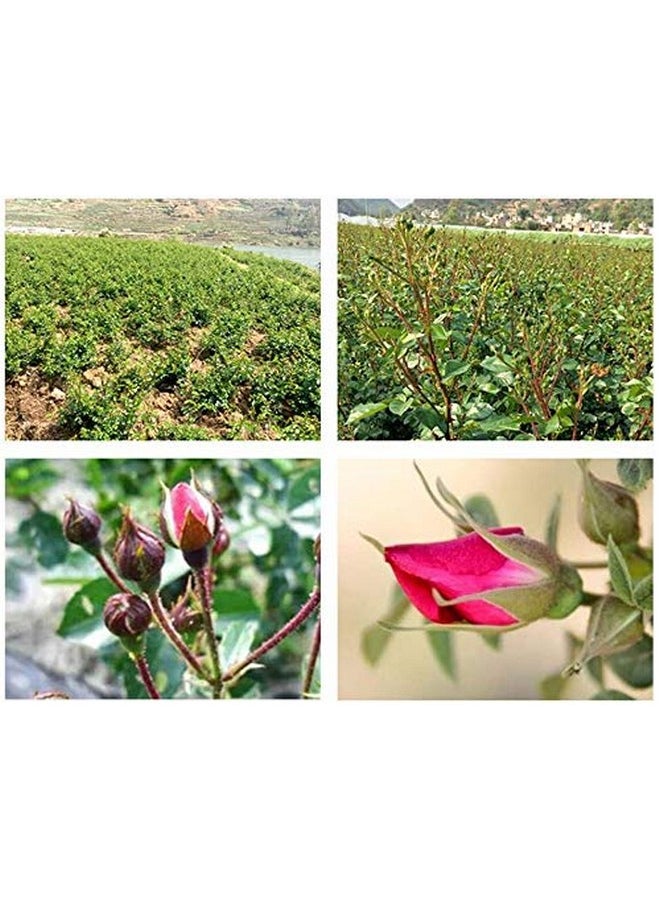 Fragrant Natural Deep Red Rose Buds Rose Petals Pure Dried Golden-Rim Rose Flowers Wholesale, Culinary Food Grade - 8 Oz