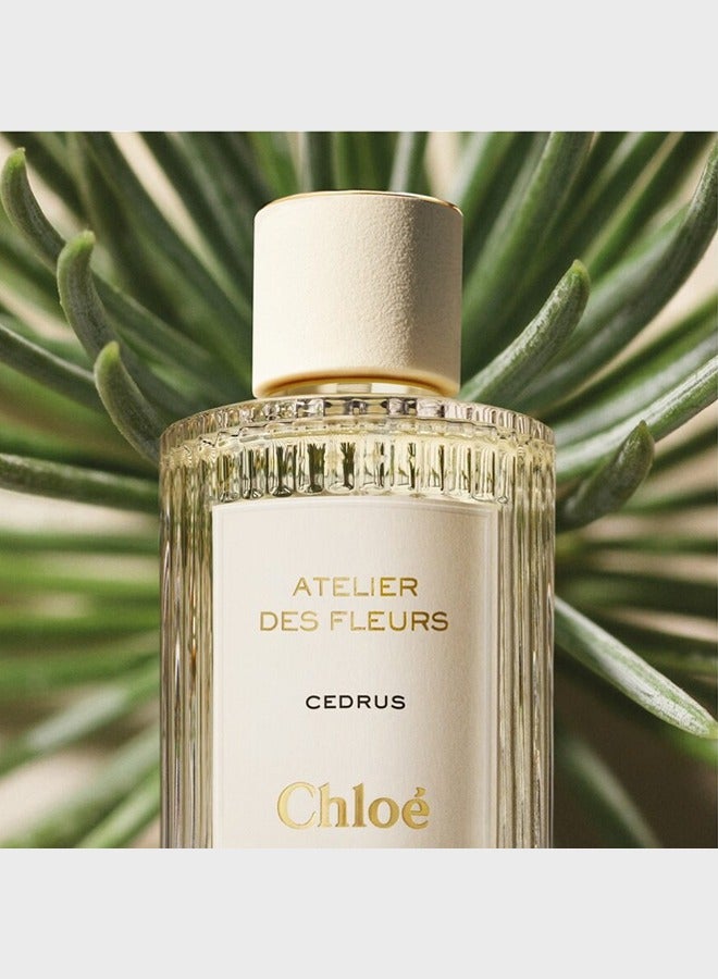 Atelier des Fleurs Cedrus EDP 7*7*11cmml