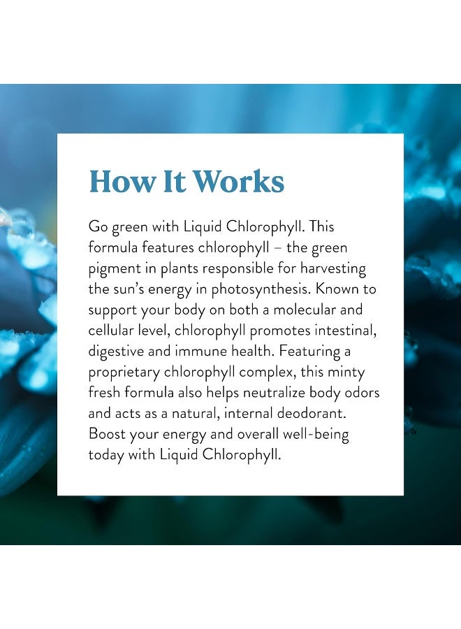 Liquid Chlorophyll Immunity Support Detox & Cleanse Chlorophyll Liquid Drops With Spearmint Oil Natural Energy Boost Internal Deodorant 16 Fl Oz