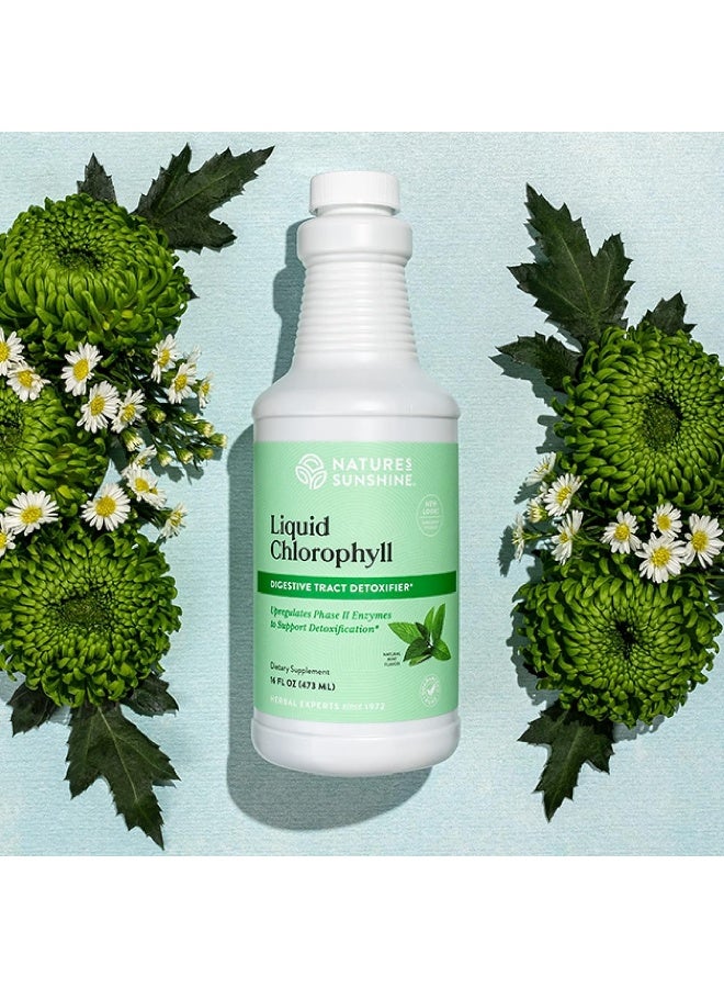 Liquid Chlorophyll Immunity Support Detox & Cleanse Chlorophyll Liquid Drops With Spearmint Oil Natural Energy Boost Internal Deodorant 16 Fl Oz