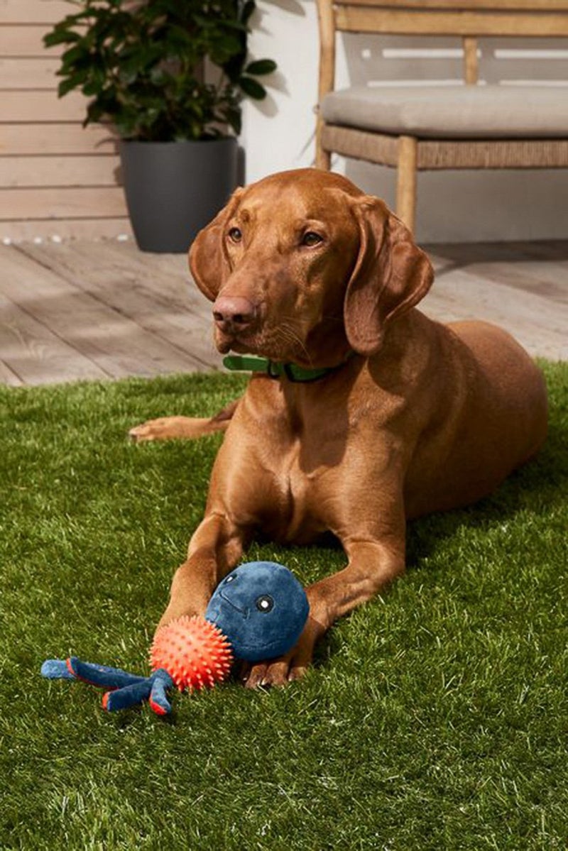 Dog toy Octopus, Navy and Orange