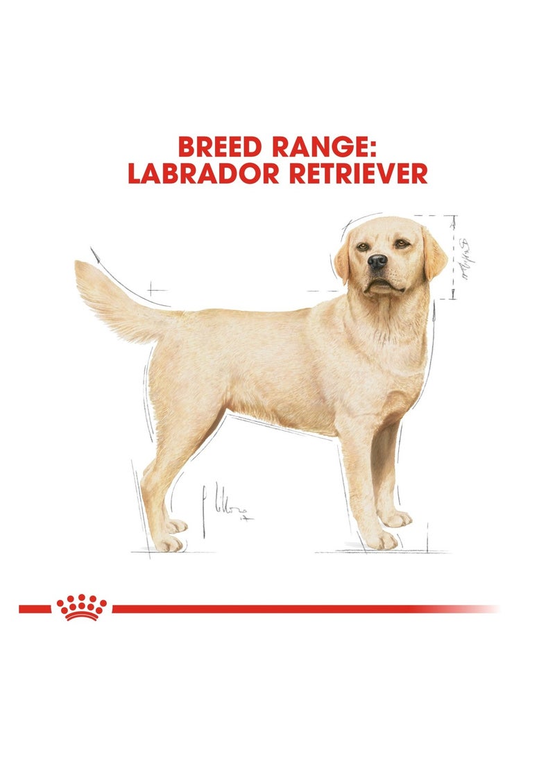 Breed Health Nutrition Labrador Adult 3 KG