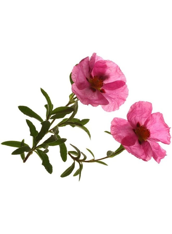 Pure And Organic Cistus Rock Rose (Cistus Incanus) Dried Leaves Tea 40 Bags 2Oz In Resealable Moisture Proof Pouch