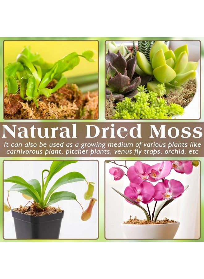 6Oz Sphagnum Moss For Reptiles, 8Qt Premium Dried Moss For Terrarium Long Fibered Leopard Gecko Moss Natural Sphagnum Peat Moss Bedding For Frogs Anoles Snake Turtle Plants