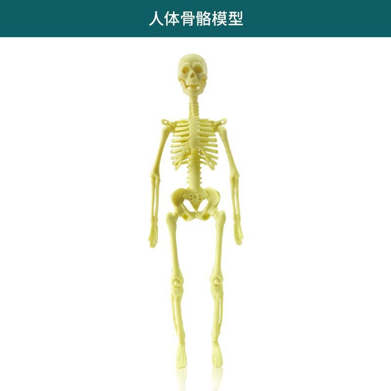 Educational Anatomy Skeleton Model DIY Kit for KidsHuman body series [full body skeleton] bag Human body series [full body skeleton] bag