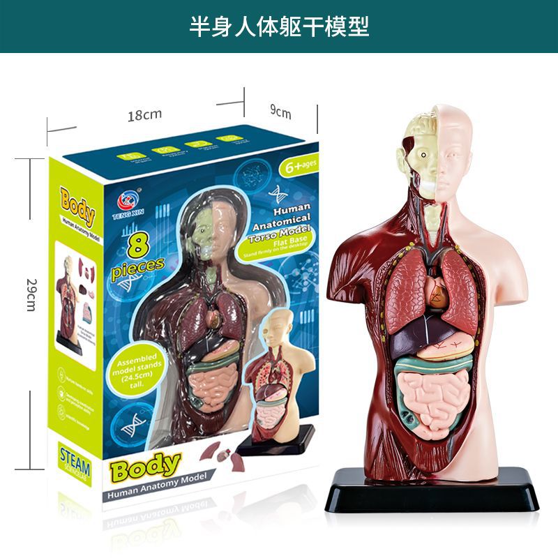 Educational Anatomy Skeleton Model DIY Kit for KidsHuman body series [simulated half body anatomy model] Human body series [simulated half body anatomy model]