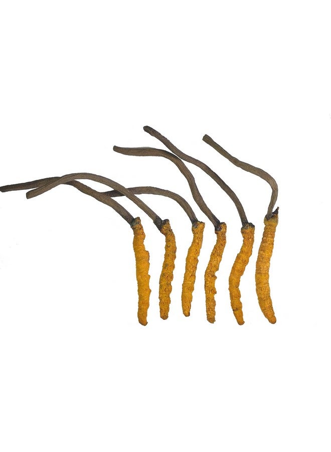 Wild Cordyceps, Whole Himalyan Cordyceps Sinensis Mushroom, Genuine And Very Rare, High Grade, Boost Energy, Reduce Stress For Men And Women, 3 Grams