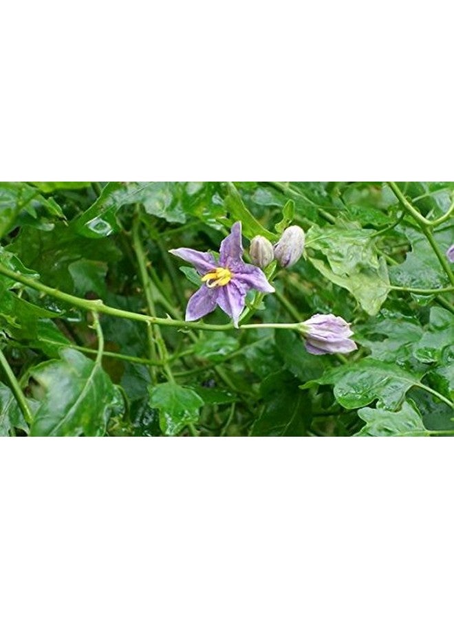 Yogis Herbs Yogis Herbs Thoothuvalai Powder (Solanum Trilobatum) Thai Nightshade 1 Lb Fresh & Pure