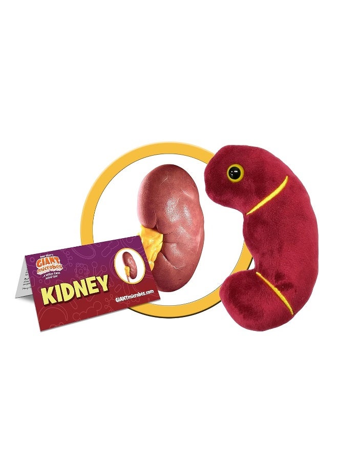 Giantmicrobes Kidney Plush Kidney Stuffed Animal Kidney Transplant Gifts Kidney Donor Gifts Kidney Pillow Urology Gifts Nephrology Gifts Dialysis Nurse Gifts Gifts For Urologist Kidney Toy