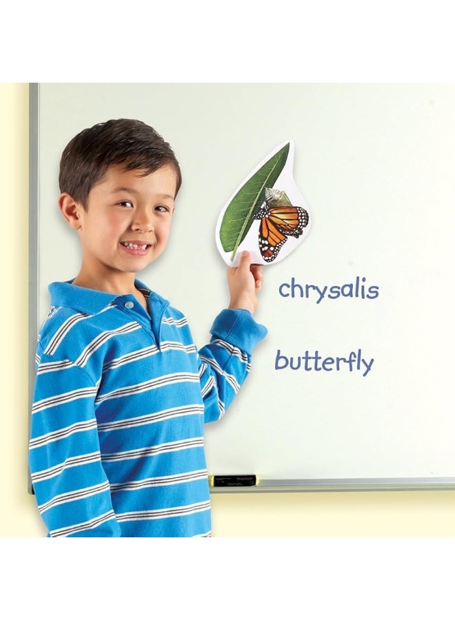 Learning Resources Butterfly Life Cycle 9 Write and Wipe Pieces Classroom Accessories Teaching Aids