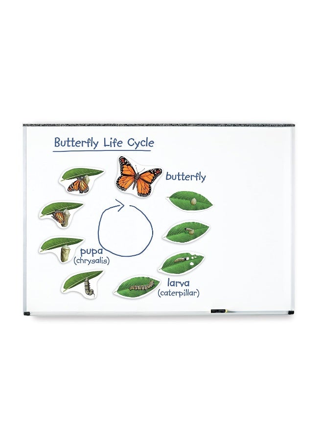 Learning Resources Butterfly Life Cycle 9 Write and Wipe Pieces Classroom Accessories Teaching Aids