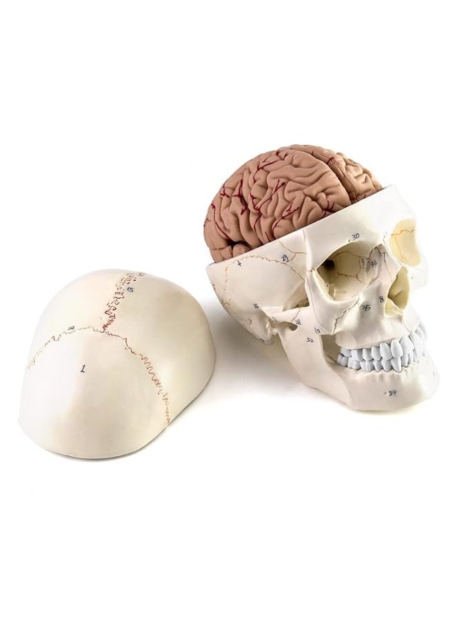 QWORK Human Skull and Brain Anatomy Model, 11 Parts, Life Size, Numbered, Anatomically Accurate, for Science Medical Teaching Learning