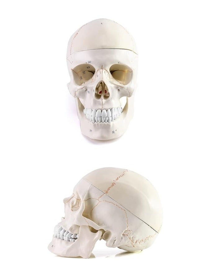 QWORK Human Skull and Brain Anatomy Model, 11 Parts, Life Size, Numbered, Anatomically Accurate, for Science Medical Teaching Learning