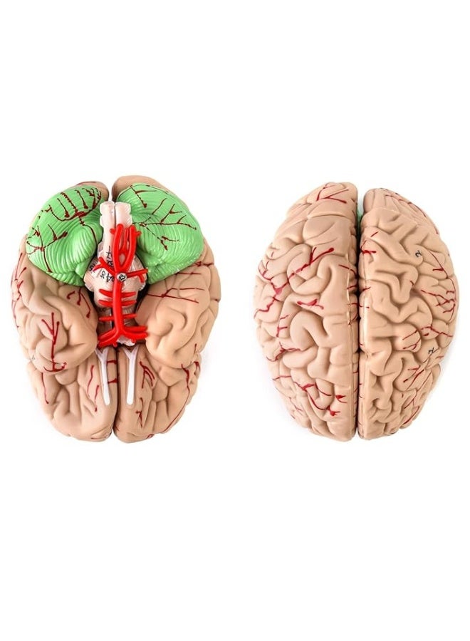 QWORK Human Skull and Brain Anatomy Model, 11 Parts, Life Size, Numbered, Anatomically Accurate, for Science Medical Teaching Learning