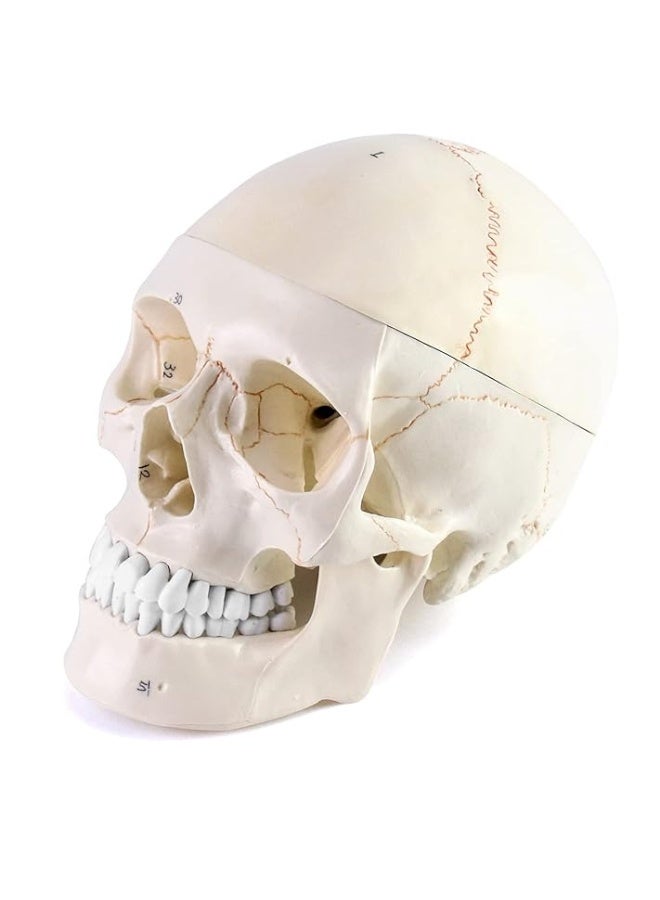 QWORK Human Skull and Brain Anatomy Model, 11 Parts, Life Size, Numbered, Anatomically Accurate, for Science Medical Teaching Learning