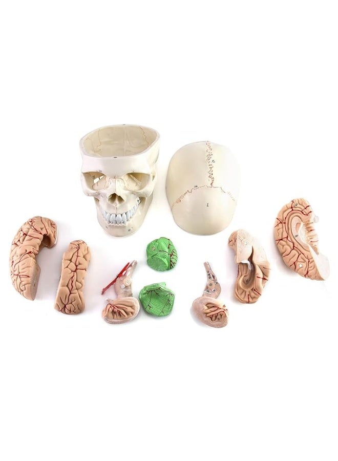 QWORK Human Skull and Brain Anatomy Model, 11 Parts, Life Size, Numbered, Anatomically Accurate, for Science Medical Teaching Learning