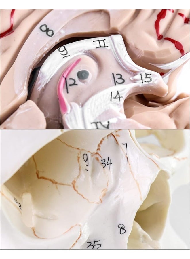 QWORK Human Skull and Brain Anatomy Model, 11 Parts, Life Size, Numbered, Anatomically Accurate, for Science Medical Teaching Learning