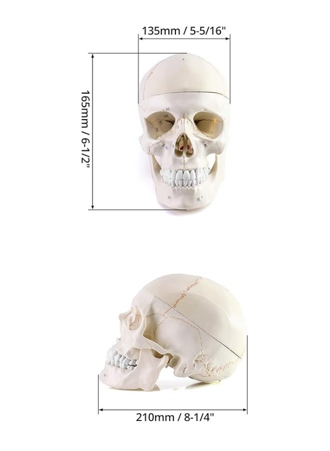 QWORK Human Skull and Brain Anatomy Model, 11 Parts, Life Size, Numbered, Anatomically Accurate, for Science Medical Teaching Learning