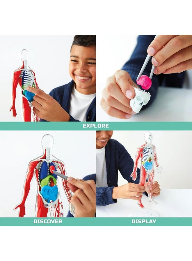 Discoveryâ„¢ #Mindblown 3D Human Anatomy 28-Piece Biology Model with Glow-in-The-Dark Human Model, Hands on Learning, Age 8+