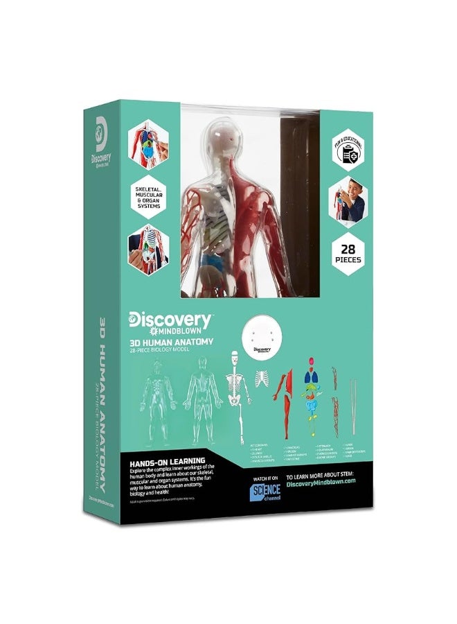 Discoveryâ„¢ #Mindblown 3D Human Anatomy 28-Piece Biology Model with Glow-in-The-Dark Human Model, Hands on Learning, Age 8+