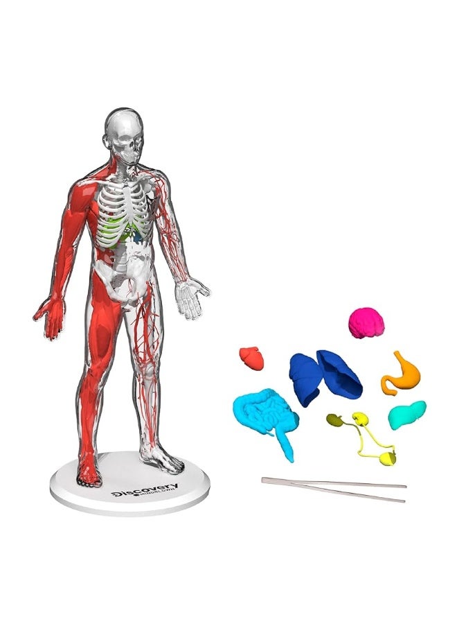 Discoveryâ„¢ #Mindblown 3D Human Anatomy 28-Piece Biology Model with Glow-in-The-Dark Human Model, Hands on Learning, Age 8+