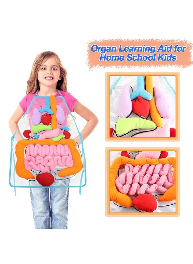 KAKIBLIN 3D Organ Apron,(Upgrade Version) Anatomy Apron Human Body Organs Awareness Educational Toy for Home Preschool Teaching Aid, Transparent