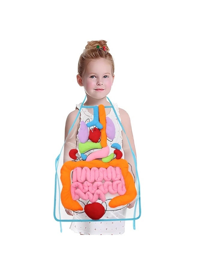 KAKIBLIN 3D Organ Apron,(Upgrade Version) Anatomy Apron Human Body Organs Awareness Educational Toy for Home Preschool Teaching Aid, Transparent